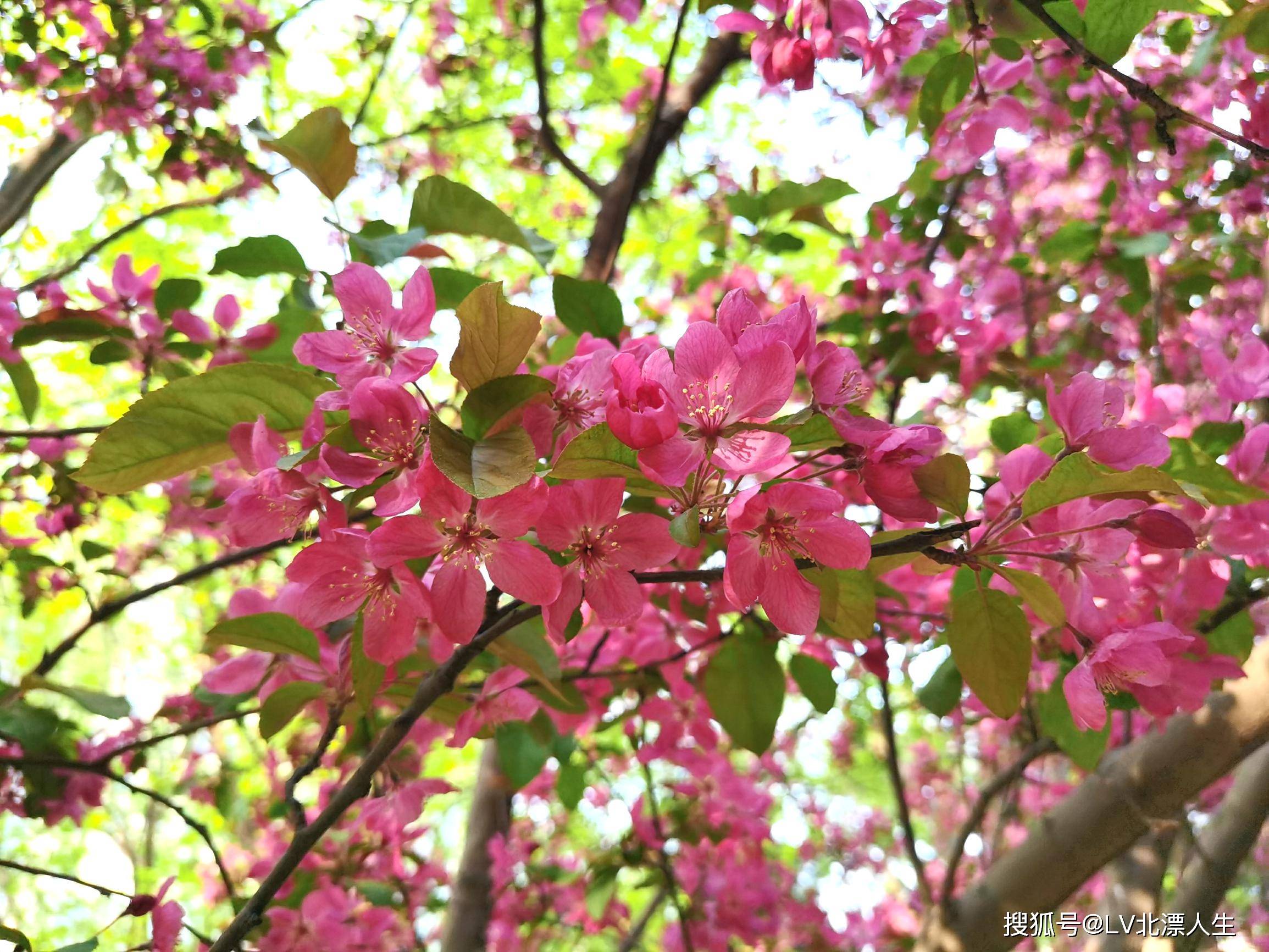 元大都公园海棠花溪之二，海棠花争奇斗艳， 魅惑众生，22种海棠品种配图