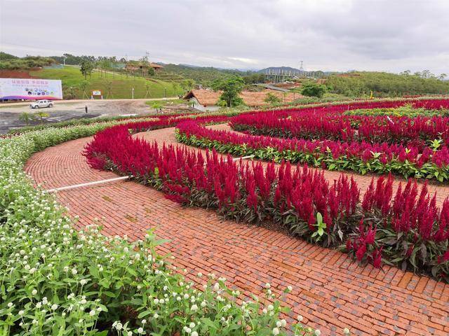 肇庆这个地方最近火了，3000亩的土地上种满了玫瑰花，太好看了！
