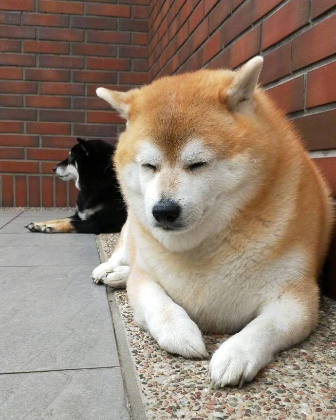 史上最胖柴犬，一臉鄙視看著人們說道：愚蠢的人類你們都沒我胖 萌趣萌寵 第5张