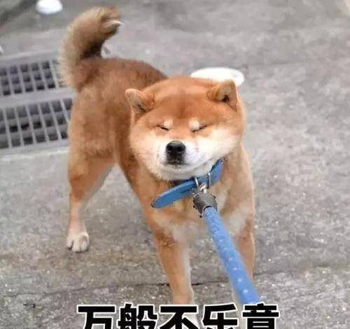 0c2936d4886a4a4f92584f23ce76dd2e.jpeg