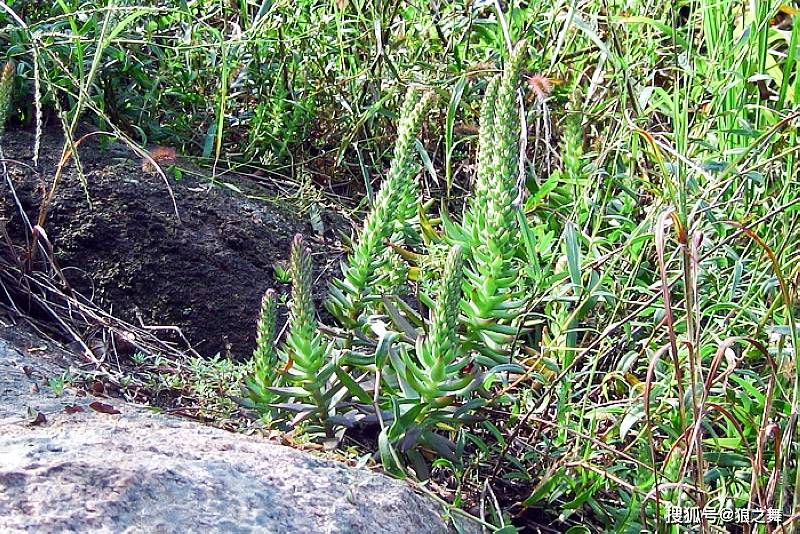 瓦松药用价值:瓦松是颇为珍贵的一种药草,将瓦松干燥入药可以凉血消肿