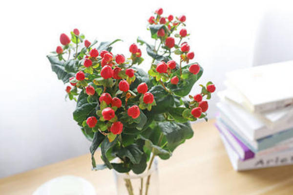 也有很多人会把红果金丝桃作为切花或者插花使用