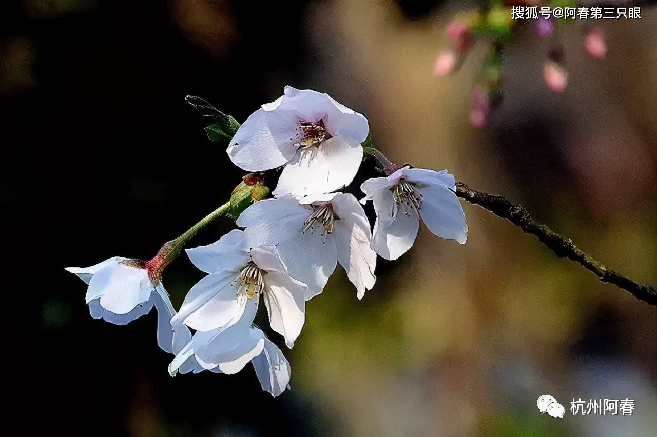 阿春游西湖系列21太子湾公园