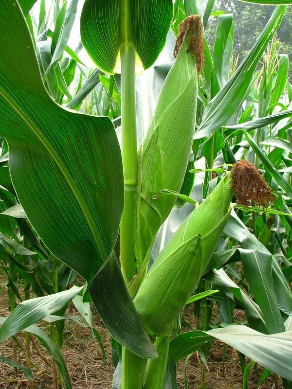 栽到盆里当"景观"!玉米含有丰富的营养物质,能够促进花草的生长发育.