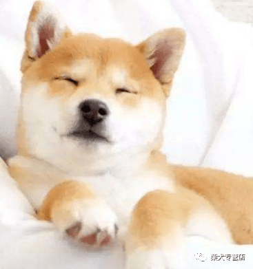 柴犬好养嘛 柴犬掉毛嘛 胎毛