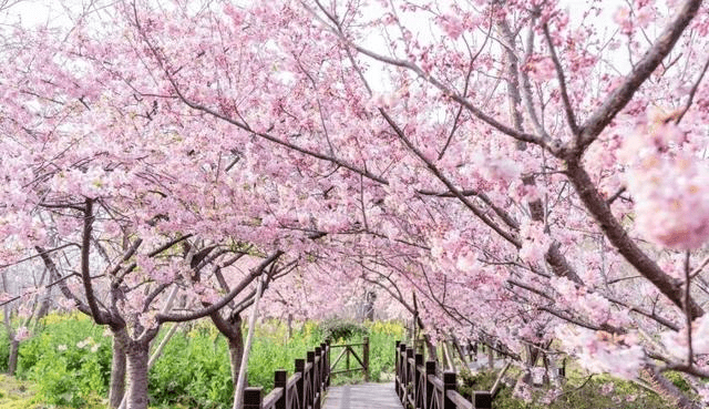 三月赏花去哪里！上海这个公园不要错过，千亩樱花盛开，适合踏春