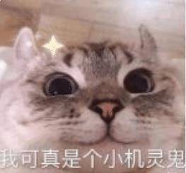 猫呕吐怎么办？