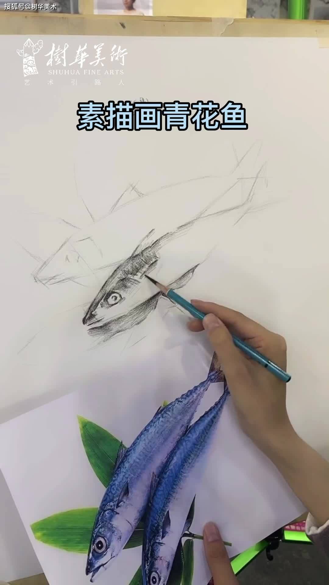 樹華美術繪畫示範素描青花魚