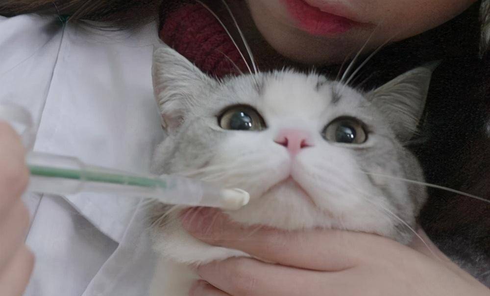 怎么减少猫咪泪痕 05079771024748c99b5a04827934fb20.jpeg