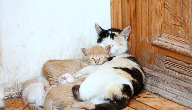 猫咪怎么才会有弓形虫 6e11002f890f4bb8b4dcb9cdede00bd5.jpeg