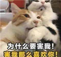 猫放屁很臭是怎么回事 81ad0fbd48c84fa5815028c636cb5d5b.jpeg