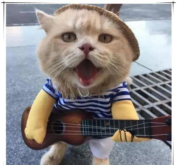 猫咪怎么喂鱼最合适 e982471e6a4441eda86794959d5845d8.jpeg