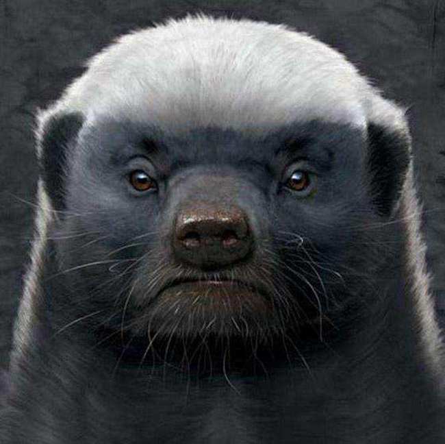 原创大连蛇岛有20000条蛇放两只蜜獾上去大概多久能吃完