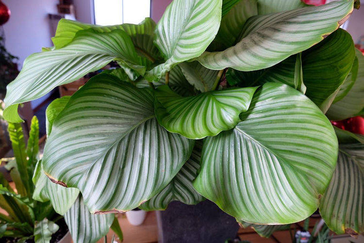 原创这4种观叶花颜值高在网络上比较火你养过吗