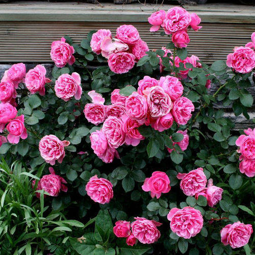 常见的5种藤本月季,四季开花不断,各有千秋,看你如何抉择_长势