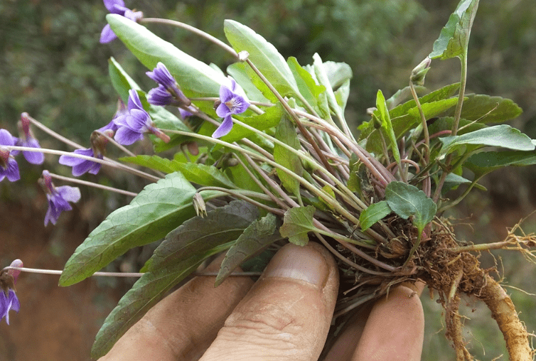 農村常見的野生植物看上去不是很有用但是有非常神奇的效果