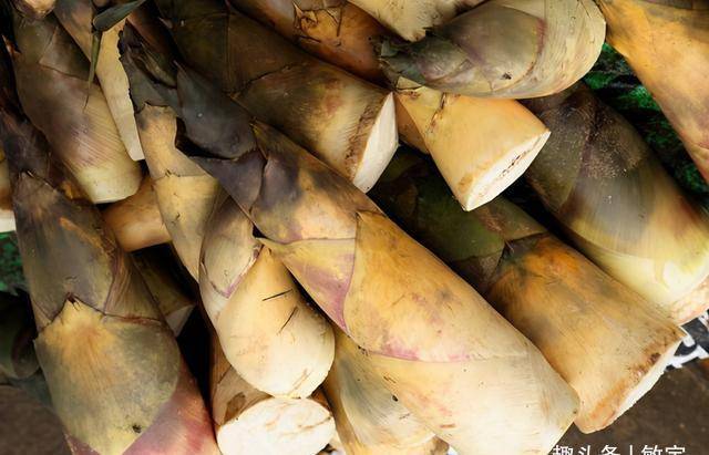 买竹笋挑长的好还是粗的好菜农买错了难吃浪费钱