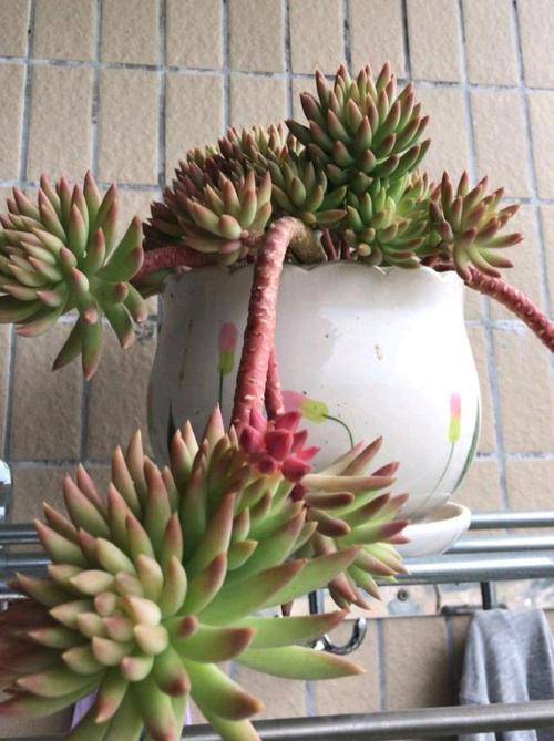 想要千佛手爆侧芽,那我们就需要学会修剪,两种方法,一个是直接砍头