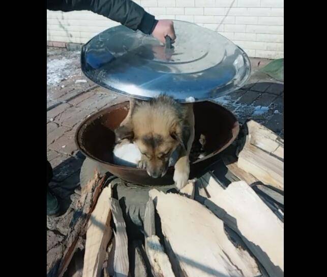 狗狗被主人扔進鍋，並將蓋子蓋上，狗狗淡定對待！ 萌趣萌寵 第3张