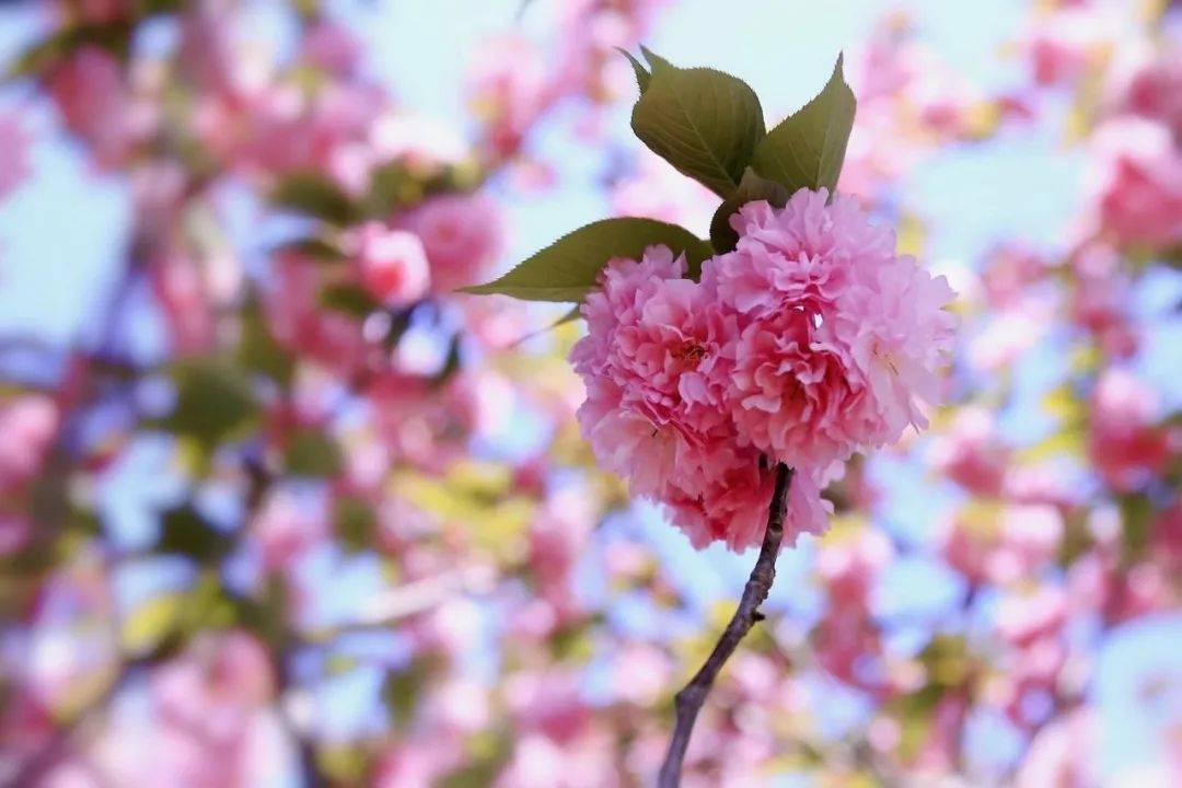 今年樱花季的最后一场花开：晚樱，你看了吗？