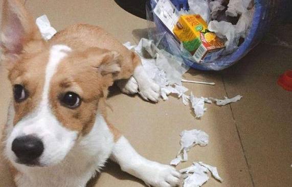狗为啥喜欢咬纸 085e3d67c928456681d3b64442b103fc.jpeg