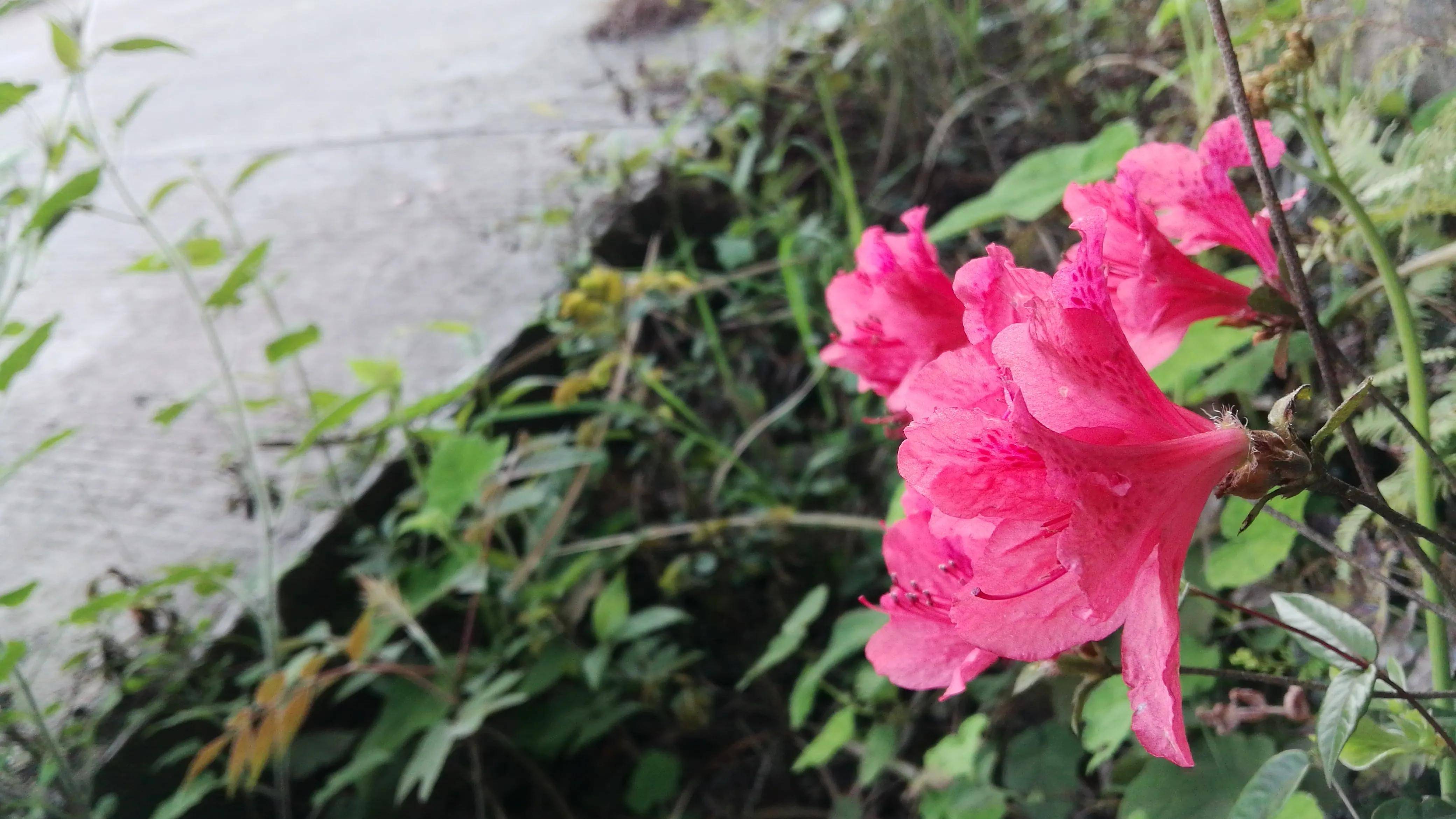 湖南资兴：来春天的罗仙岭，看美丽的杜鹃花
