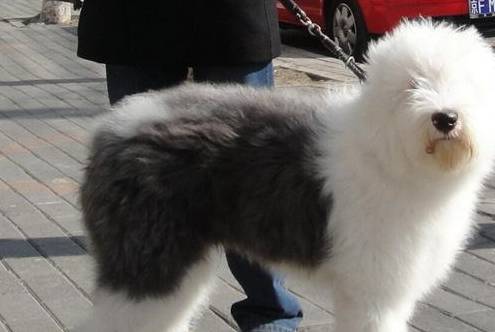 狗为啥喜欢叼牵引绳 27714d19b18a4bb4837c2c00ef98a255.jpeg