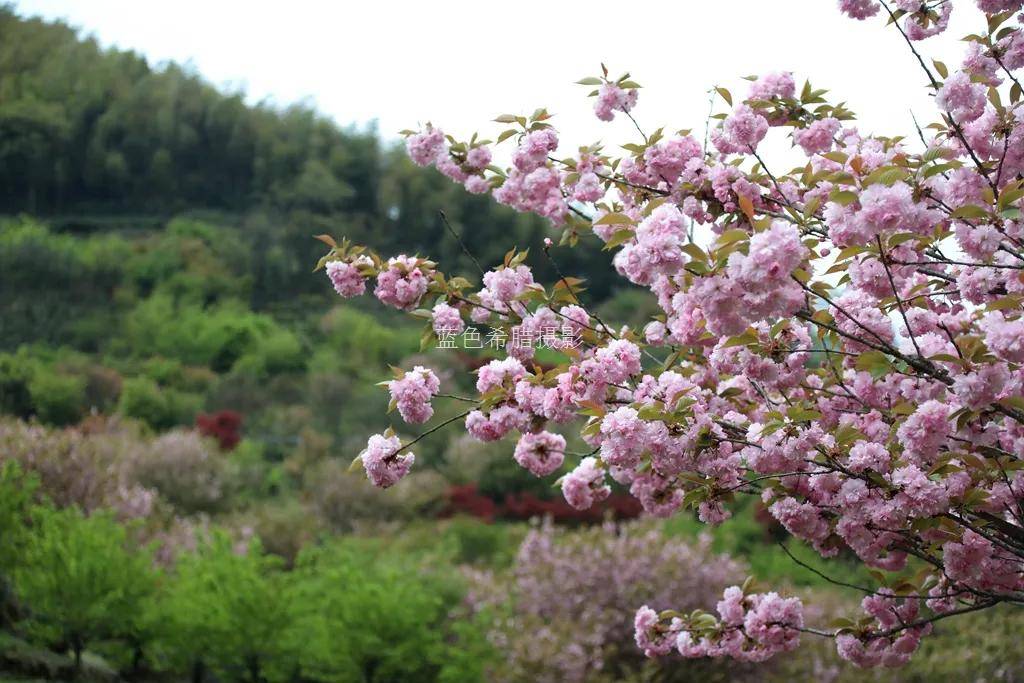 粉了，岭南苕花岭2000多亩晚樱盛开了，踏青、赏花、拍照打卡好地方