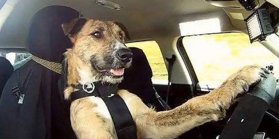 狗狗驾车飞奔在马路上路人纷纷围观拍照得知真相后感觉上当了