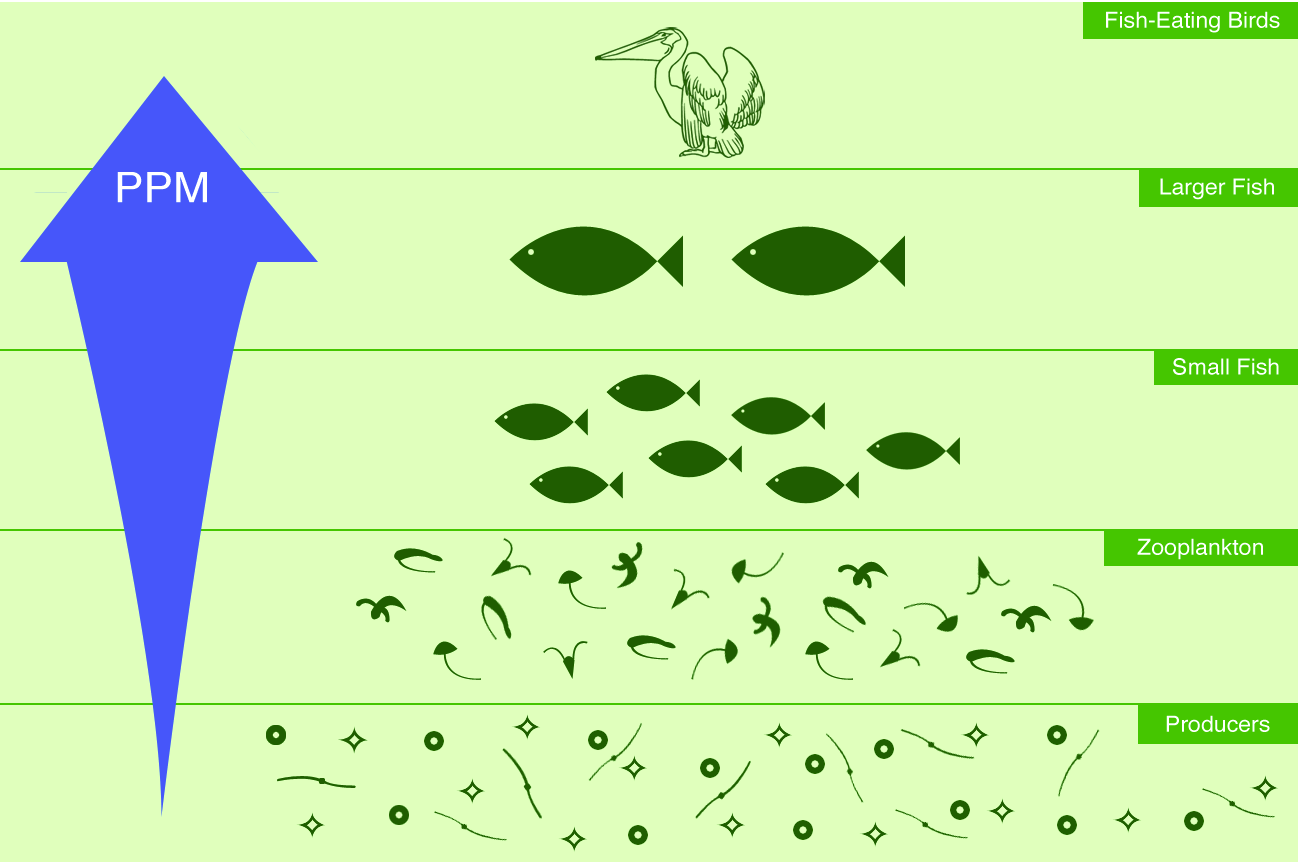 原創日本核廢水汙染太平洋汙染從食物鏈底層向高層富集海魚還能吃嗎