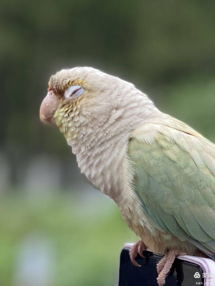 原创我用手机微距拍摄小太阳鹦鹉一只可爱的小公主