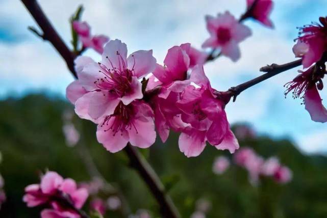 春暖花开打一个生肖，标准答案解答落实
