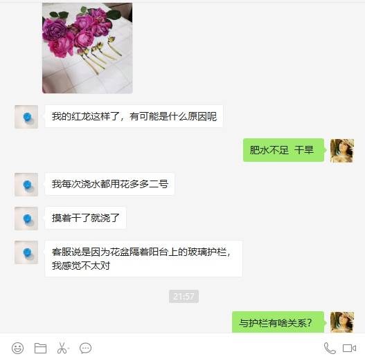 蓝妖 一周一次花多多 月季花苞还是发黄脱落怎么办 花多多肥你用对了吗 花友