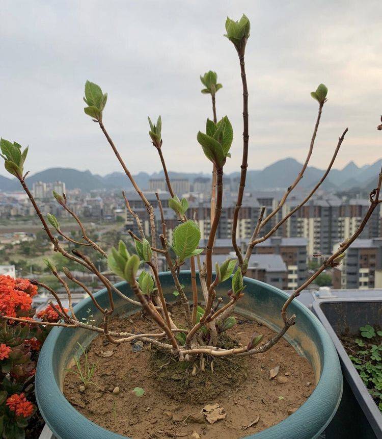 绣球花新芽黑化枯死图片