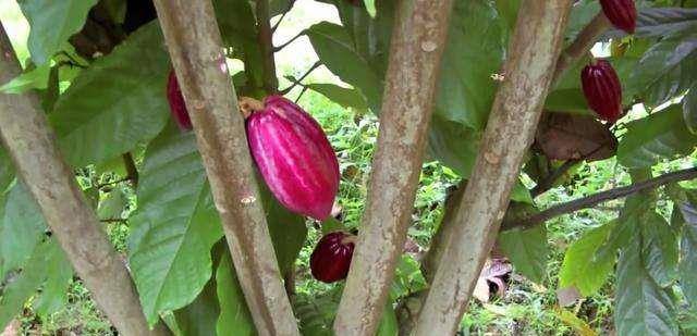 夏威夷旅游, 穿过树林时差点被怪果子砸到, 切开看到“西瓜子”