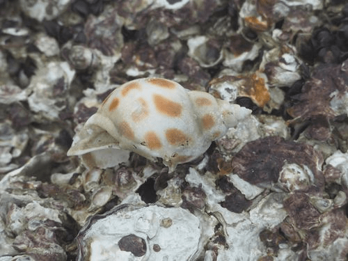 深圳人舌尖上的贝类绝对不可错过的美食之方斑东风螺篇