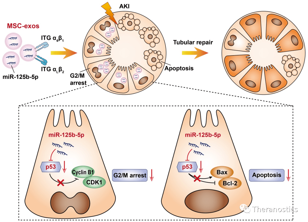 近端小管,主要是由msc-exos的整合素vla-4,lfa-1与损伤肾小管的vcam-1