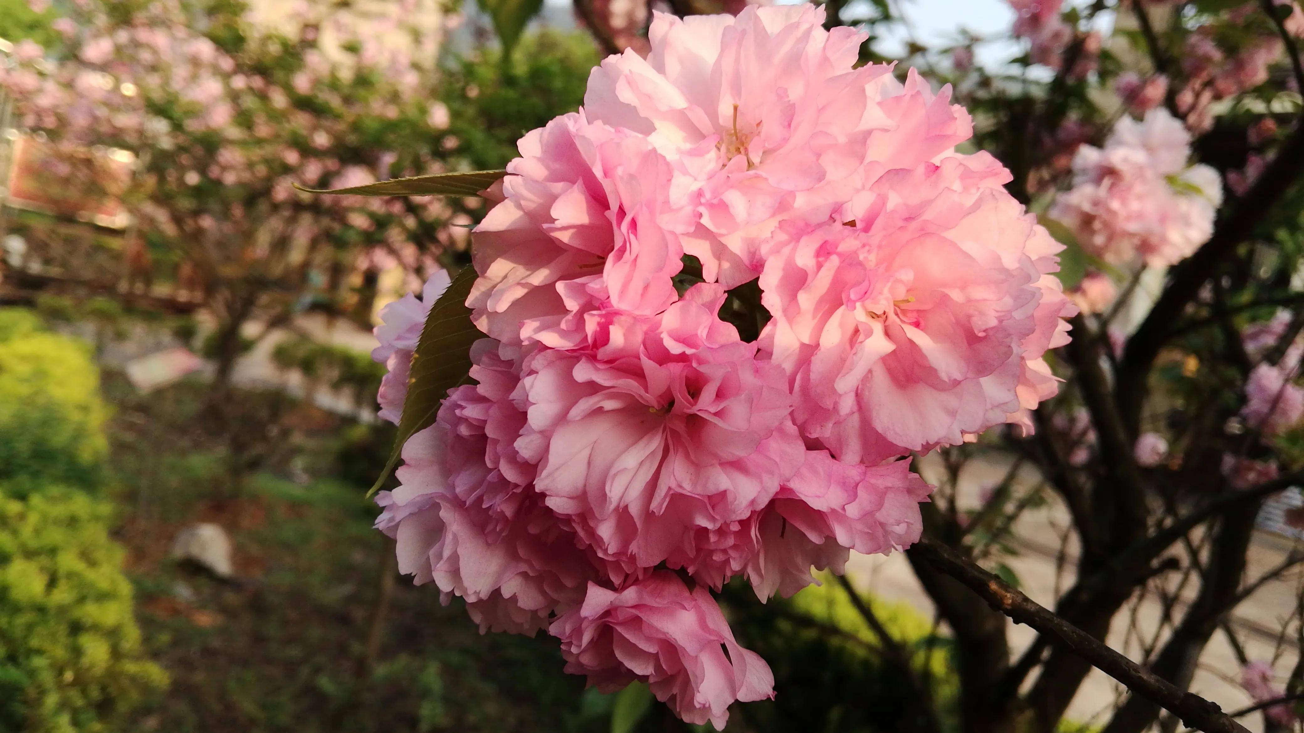 湖南资兴三都镇，隐藏在周源山的大朵樱花，给你一个粉红色的春天