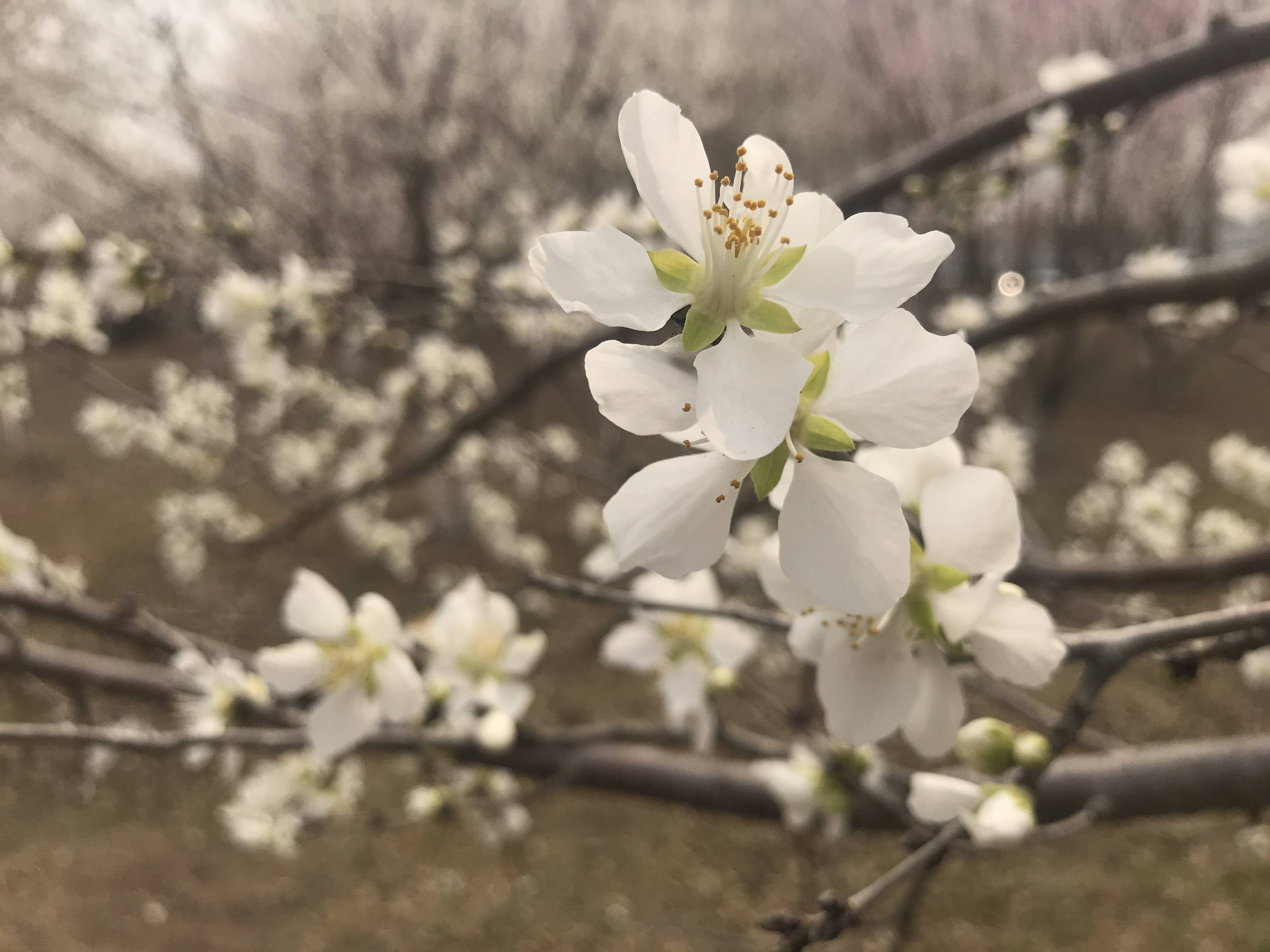 在长春北湖这几个地方有桃树林，桃花正盛开！想去拍照的抓紧了！