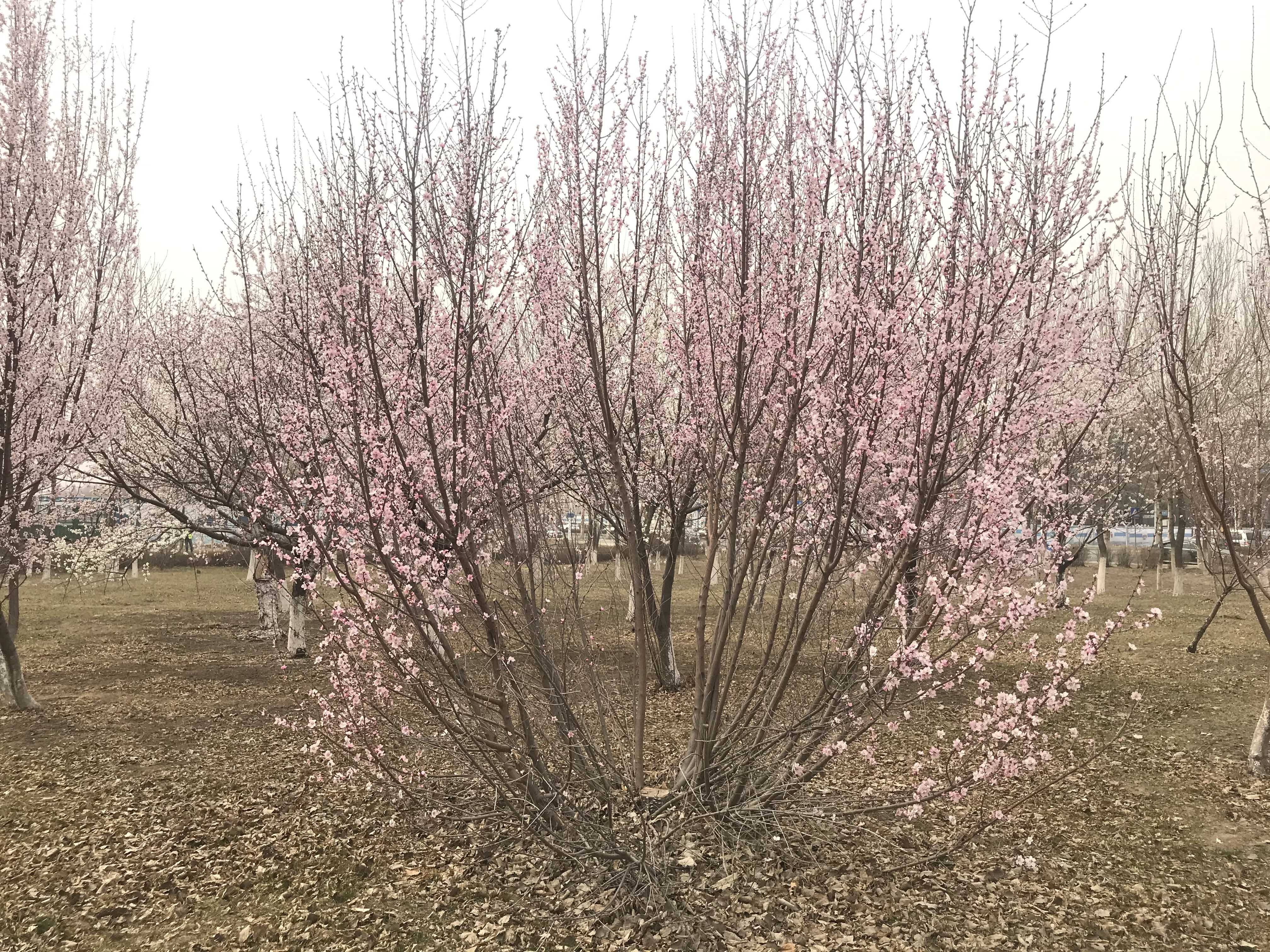 在长春北湖这几个地方有桃树林，桃花正盛开！想去拍照的抓紧了！