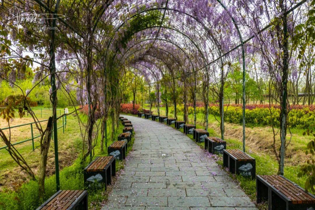 木兰水镇虽然是以军事主题为主的旅游景区这条紫藤花长廊却很美