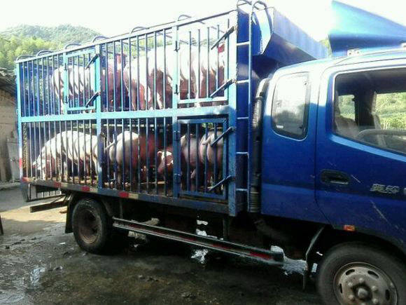 原创会养猪是徒弟,会卖猪才是师傅,学会"6个小窍门"帮你卖好猪