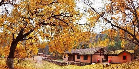 世界最美银杏树群：超过500万棵银杏树，就在中国湖北！
