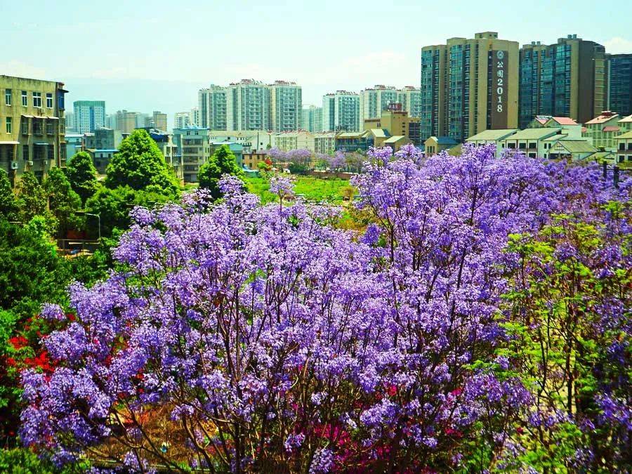 四川最浪漫的春色,就在這座航天小城,紫色的童話世界_西昌