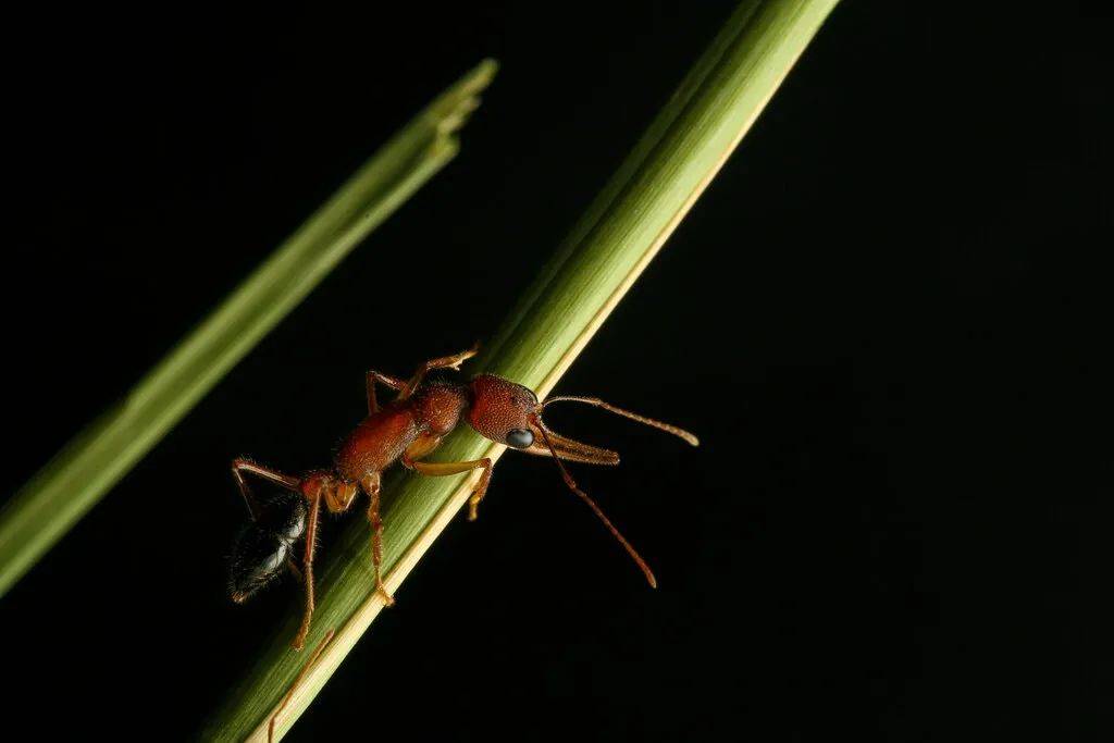 蚂蚁女王死后 为了繁殖最优后代 雌性工蚁特意将头部缩小 配子
