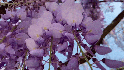 花花的世界！月山村梦幻紫藤盛放，赏花走起~