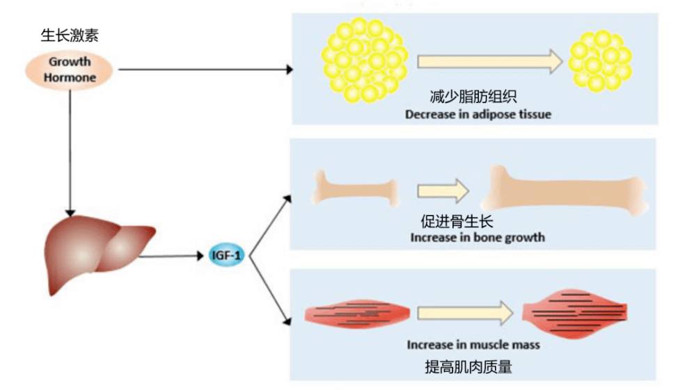 生长激素是脑垂体前叶分泌的一种蛋白质激素,由191个氨基酸组成,是