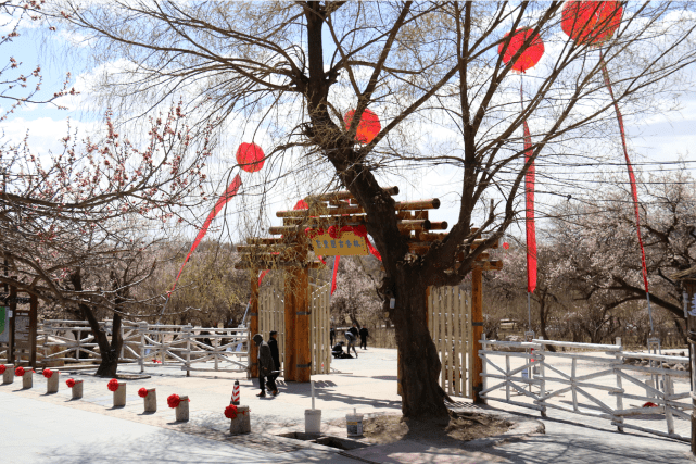 "杏"福花开!呼和浩特市回民区第十届乌素图杏花节来啦