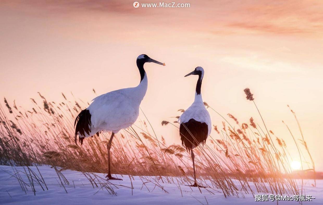 4k Wallpaper For Mac 高清动态壁纸软件 墙纸 4k Wallpaper For Mac 高清动态壁纸软件 墙纸