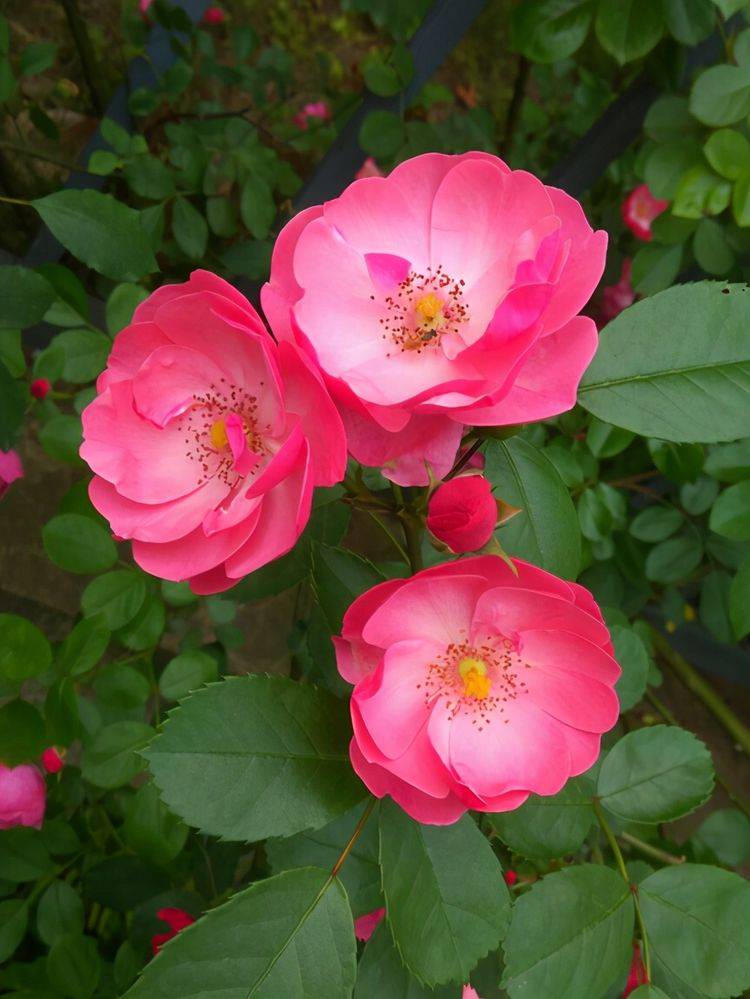 简介月季花 蔷薇 刺梅花 养护会遇到的问题 怎么预防呢 植株